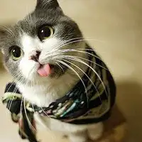 可爱喵星人图片猫咪图片动物的可爱图片