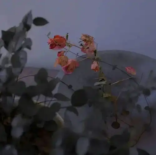 治愈系朋友圈背景图来了