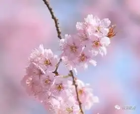 梅花樱花桃花梨花这些花花你都能分辨出来吗