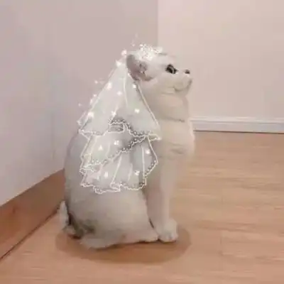 搞怪动物沙雕情侣头像一对两情侣头像我要个性网