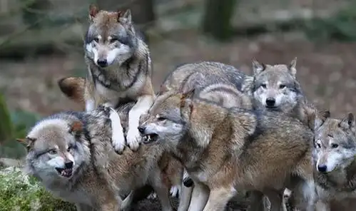 怀孕母马遭5匹狼围猎,下跪求放过腹中小马,狼群商量做决定