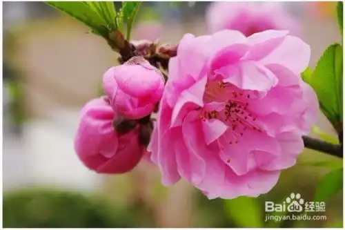如何区分梅花樱花桃花海棠