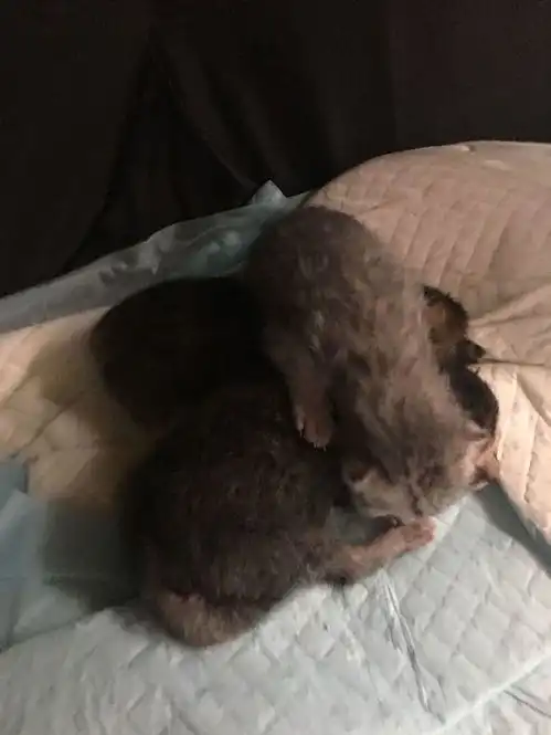 橘猫欺负银渐层生下七只黑煤球,网友纷纷留言说我也想要一只