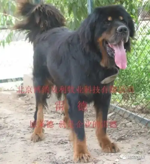獒学步铁包金系列犬只档案