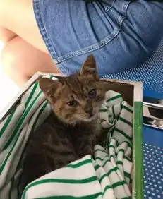捡了一只小狸花猫,养大发现眼睛是蓝色的,像蓝宝石一样漂亮