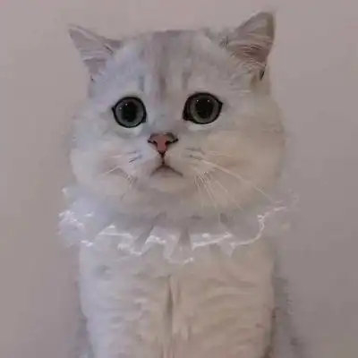 萌宠情侣头像一左一右,高清可爱的情头萌宠一左一右图片