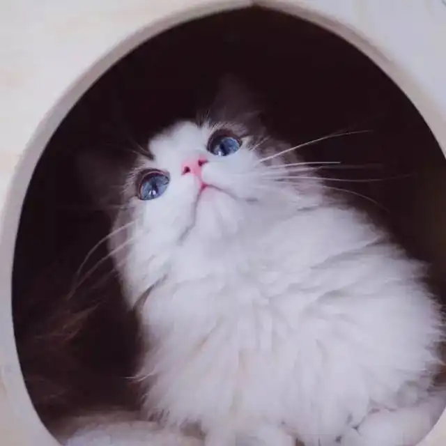 头像,头像,头像