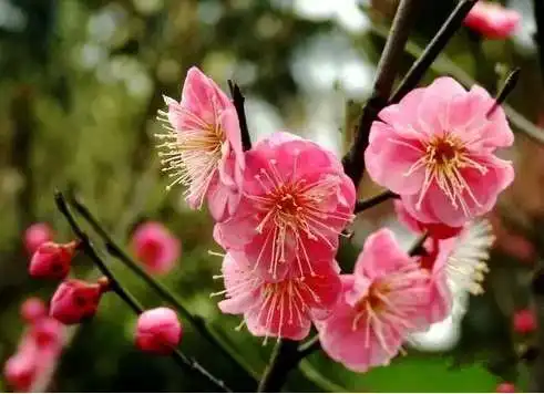 花痴扫盲贴拯救傻傻分不清花名的你