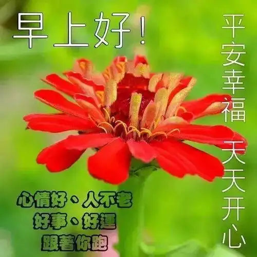 11月13日朋友圈很漂亮暖心的早安祝福图片精选新版早上好问候祝福语录图片