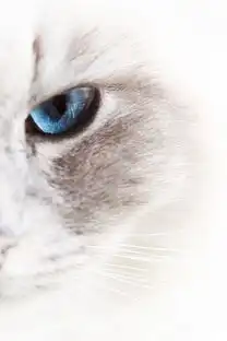 猫,宠物,白,软,动物,猫咪,宿醉,眼睛,蓝色,哺乳动物,动物区系,肖像,小孔,晶须,外套,脸,穿透