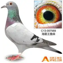5号c13097569年青麦克斯孙