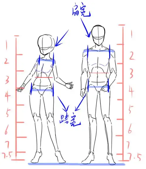 男女个不同二次元人体的头身比例