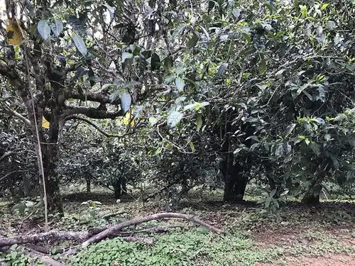 古树绿茶古树铁观音,你为什么喝不到