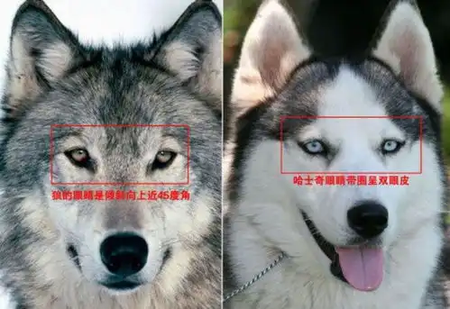 狼群如何繁衍养育后代低级狼没有交配权,想要后代怎么办