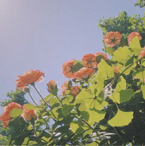 老夫的少女心啊吹爆这组超仙的ins风滤镜,击爆少女心的美腻
