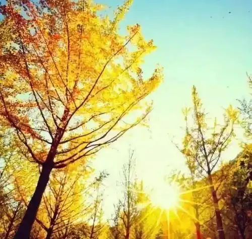 秋渐浓,细数带有秋字的104句古诗词