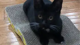 煤球的2019田园小黑猫沙雕日常记录