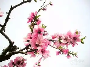 教你如何区分铃兰玉兰杏花桃花樱花这花