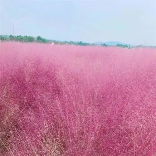 潍坊粉黛乱子草种苗批发