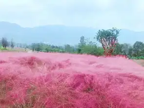 重庆最美粉黛草海已上线,约吗