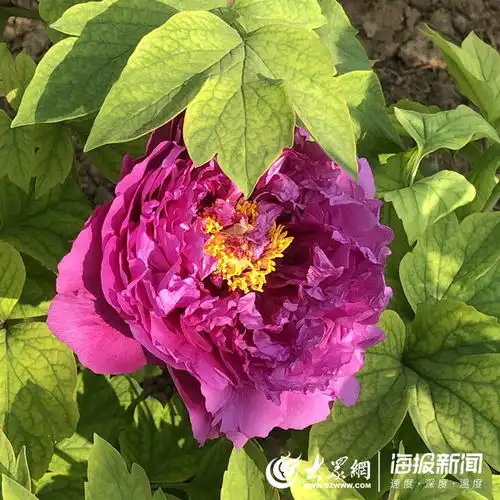 美在菏泽疫情过后最美春天来了菏泽牡丹园的牡丹悄然初放
