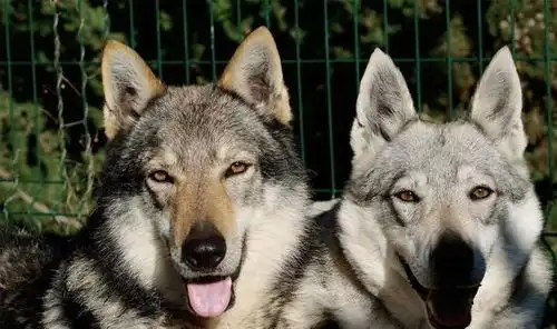 捷克狼犬一只很优秀的狗狗,却在禁养名单里
