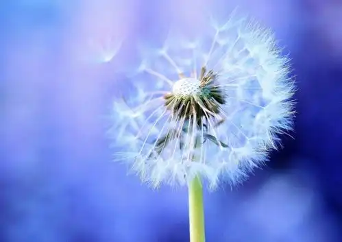 7月底,桃花逆袭,难舍旧爱,运势好转,3生肖心心念念,破镜重圆爱得