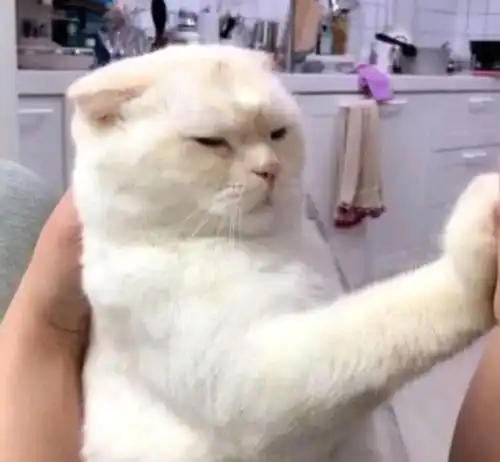 男子一下班回家就想亲猫咪,没想到却被堵住嘴,铲屎的,请控制你自己宠物