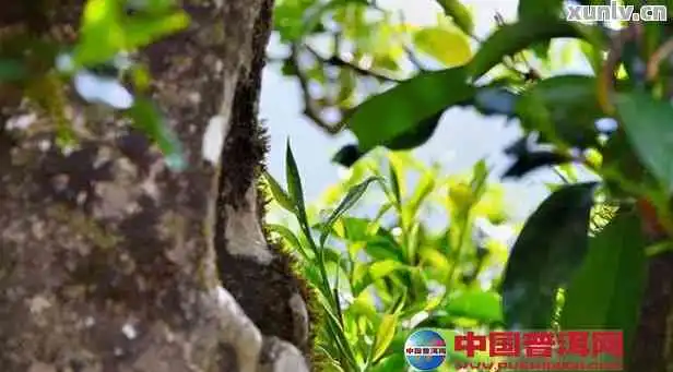 普洱茶大树小树与古树口感差异解析如何选择适合自己的普洱茶