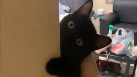 叮咚您的好友黑煤球已上线ins上最可爱最好看的黑猫