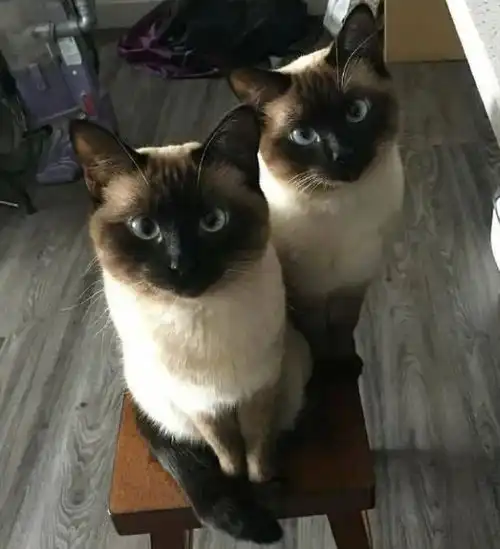 我寻思着世界上哪有长得完全一样的猫,直到我看到这些猫...