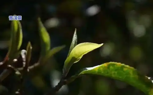 古树普洱生茶是红茶还是绿茶,普洱生茶属于红茶还是绿茶揭开古树普洱的神秘面纱