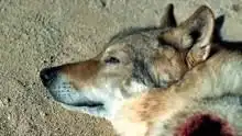 阿尔法狼伴归途