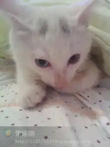 请帮我看看我家的猫咪是什么猫跟波斯猫有关系吗头上有两点灰色其他通体全白一只眼睛是褐色的一只眼晴是蓝色