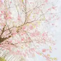 梦幻樱花头像女生动漫浪漫樱花少女头像图片