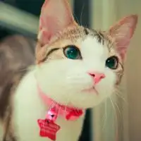 活泼可爱的猫咪头像会做许多爱你的事