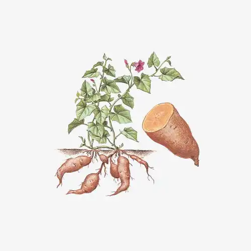 卡通手绘红薯蔬菜插图免抠创意素材png素材收藏1