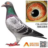 海霸王詹森种鸽拍卖第309期