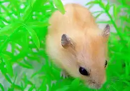 照顾老鼠鼠的四大注意事项