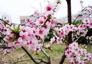 如何区分,桃花,红梅,和樱花