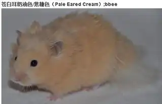这是什么仓鼠