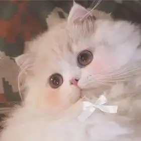 敲可爱猫咪头像可爱温暖治愈