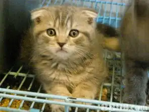 猫类的搜寻结果宠物买卖,玩具贵妇狗,买猫,哥基,柴犬,松鼠狗,贵妇狗,卷耳猫,贵妇狗,松鼠狗宠物买卖,玩具贵妇狗