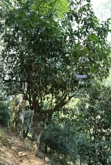云南古树普洱优质绿茶,源头货源,批发采购价