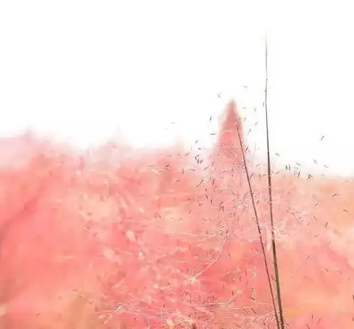 高级粉来袭粉黛乱子草还你一段高级粉红色的回忆