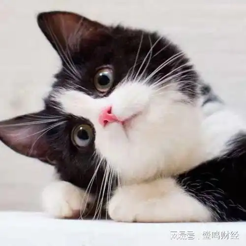 你知道动漫中的猫,卡鲁宾,汤姆,起司,黑猫警长都是什么猫吗