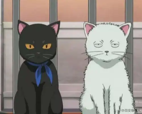 无敌可爱九大最萌的卡通猫咪