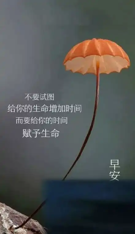 励志语录心灵鸡汤句句激励人心