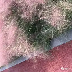 网红公园的粉黛乱子草一周内被游客踩成乱草