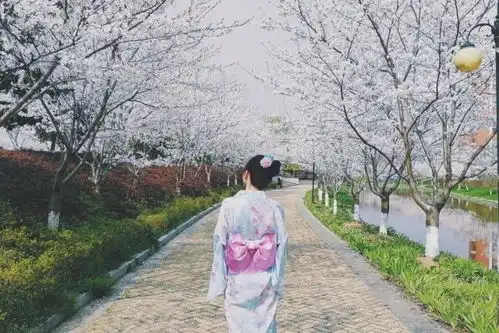 又现和服赏樱事件女子穿和服摘樱花,保安限你5分钟离开